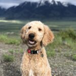 Bently is the Harmony House Therapy dog in Clackamas / Happy Valley